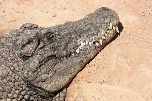 Biopark Aligator